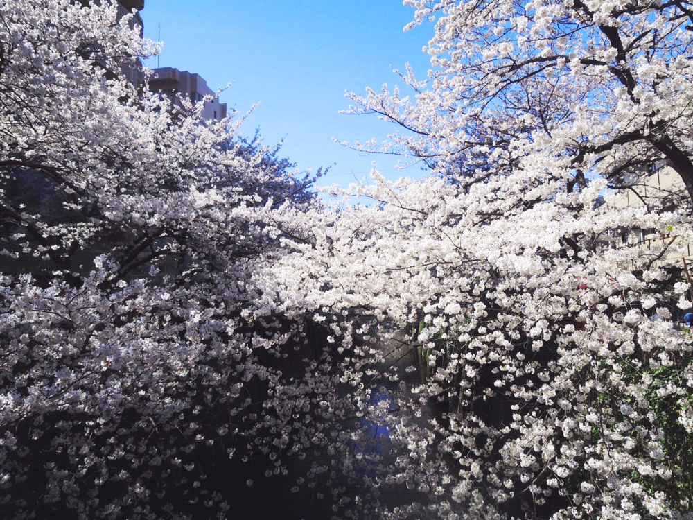 京都 桜 sakura kyoto  cherry blossom (3)