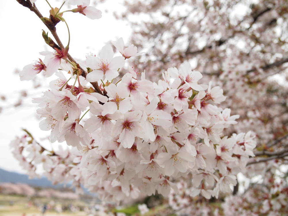 京都 桜 sakura kyoto  cherry blossom (4)