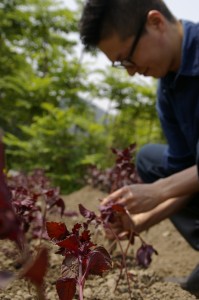 「京のしば漬け染めＴ」　しそ畑のお手伝い！　その３