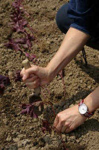 「京のしば漬け染めＴ」　しそ畑のお手伝い！　その３ (4)